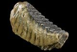 Fossil Palaeoloxodon (Mammoth Relative) Molar - Hungary #123610-1